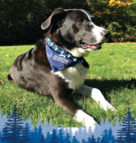 Protecting Your Pooch: A Guide to Tick-Borne Diseases in Dogs