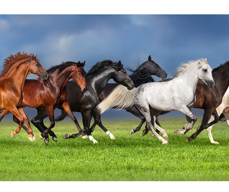 Tick-Borne Diseases and Horses: