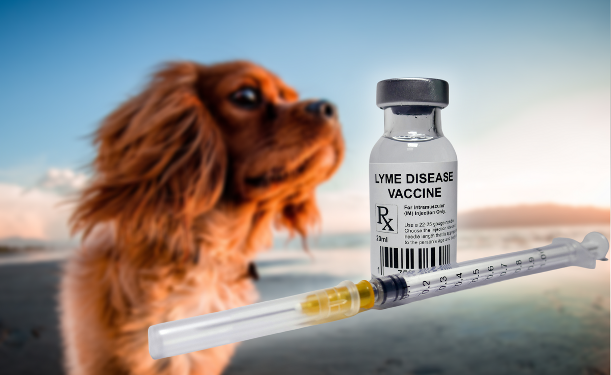 Lyme Disease Vaccination for Dogs: What You Need to Know