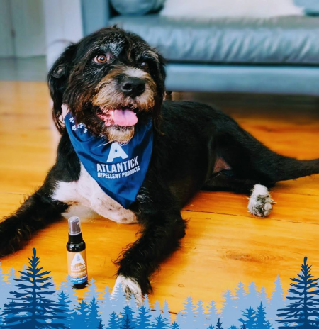 A happy black and white dog wearing an AtlanTick slip-on bandana, lying on a grassy field. The bandana is designed to be used with AtlanTick Tick Attack™ spray for added tick protection.
