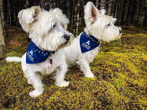 Two white terrier dogs exploring a mossy forest while wearing navy blue AtlanTick® Slip-On Bandanas. The bandanas feature white paw print accents and the AtlanTick logo, designed to be used with Tick Attack™ Botanical Insect Repellent for extra tick protection.