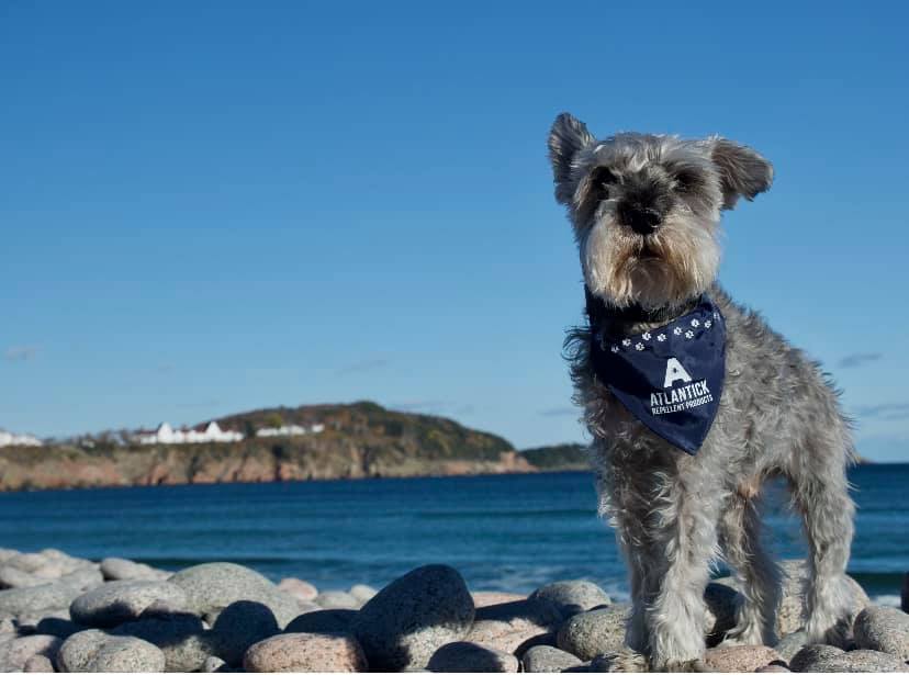 Pet wall of fame Toto