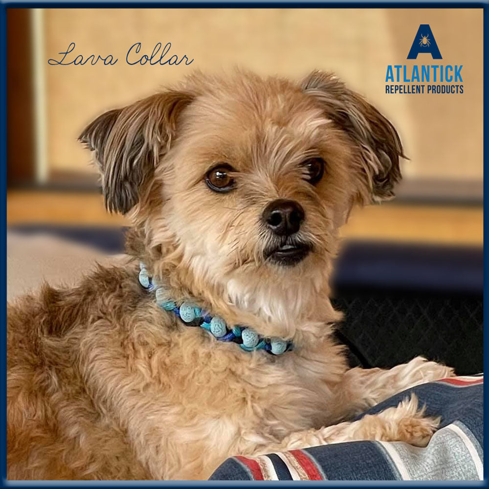 A small dog wearing the AtlanTick Lava Collar, a durable and adjustable accessory featuring lava beads designed to absorb Tick Attack™ Botanical Insect Repellent for a natural, fresh scent. Perfect for outdoor adventures.
