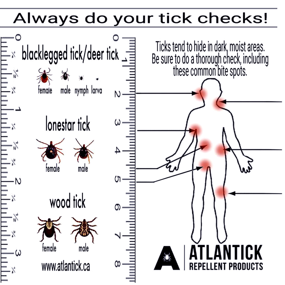 A tick identification and prevention guide featuring a size ruler, illustrations of common tick species (blacklegged tick, lonestar tick, and wood tick), and a human diagram highlighting common tick bite locations. Includes a reminder to perform regular tick checks and the AtlanTick Repellent Products logo.