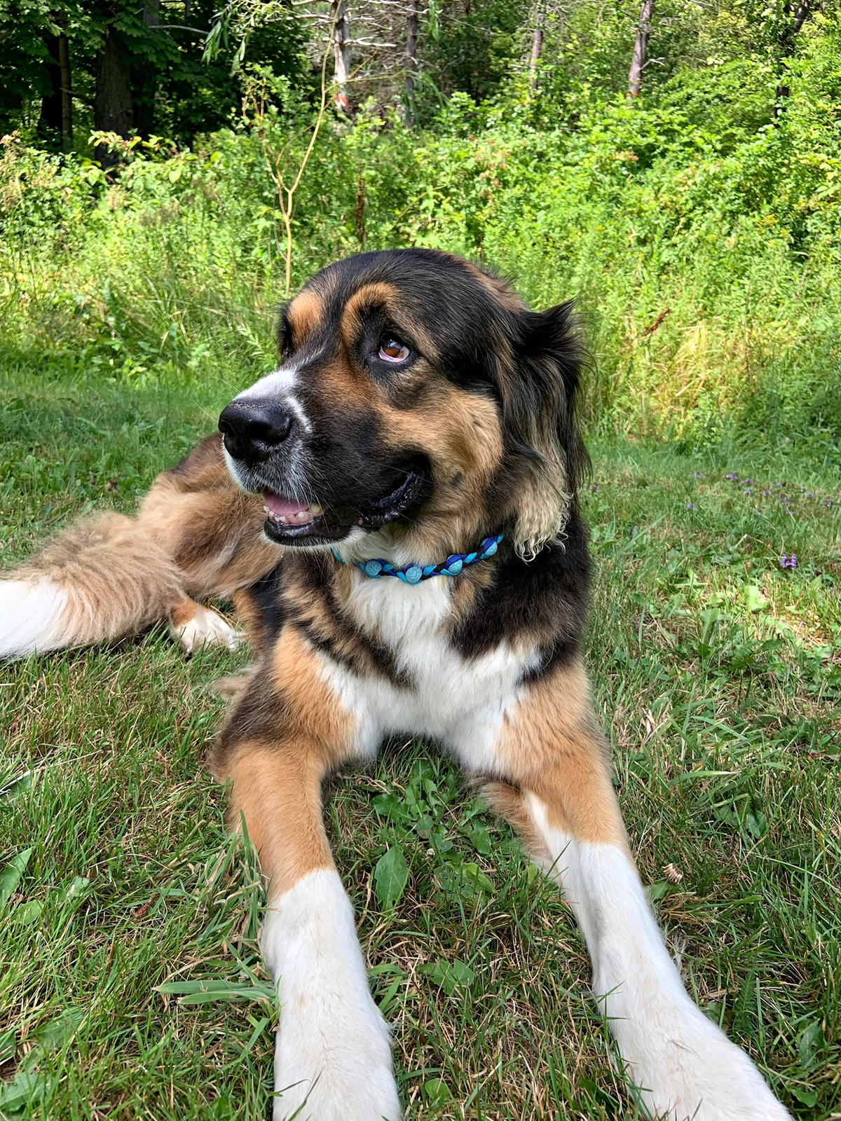 Large fluffy dog, Luka, relaxing in a grassy field while wearing the AtlanTick Lava Collar, a stylish and adjustable accessory designed to hold Tick Attack™ Botanical Insect Repellent for outdoor adventures.