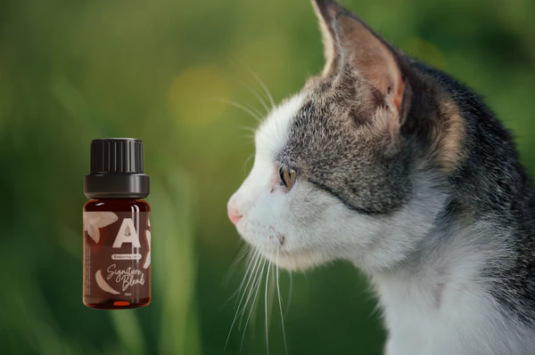 Essential Oils and Cats: What You Need to Know