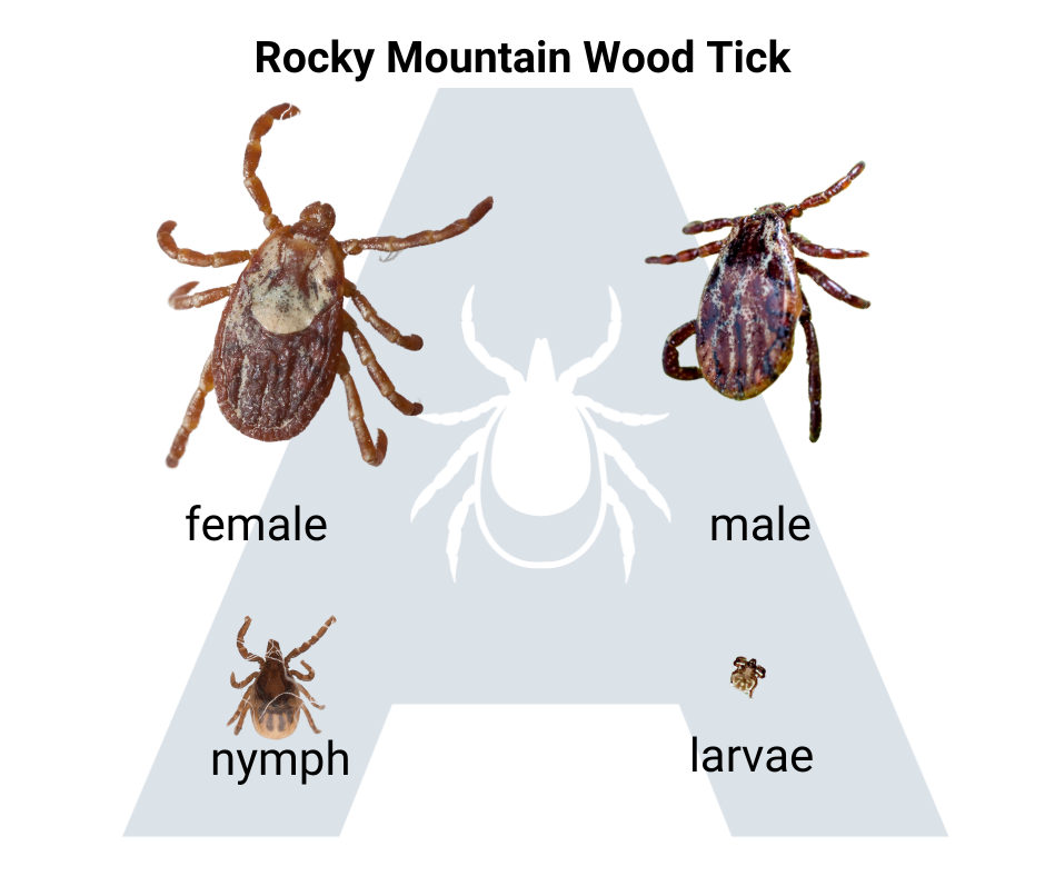 Understanding the Rocky Mountain Tick: Key Characteristics and Habits