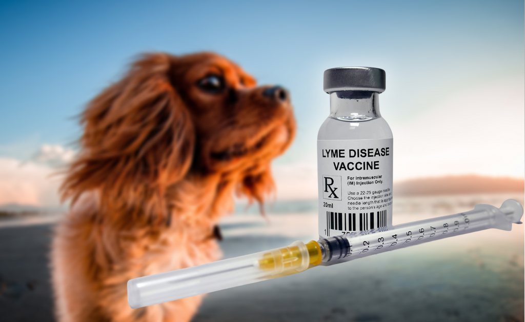 Lyme Disease Vaccination For Dogs What You Need To Know AtlanTick lyme-disease-vaccination-for-dogs-what-you-need-to-know-atlantick