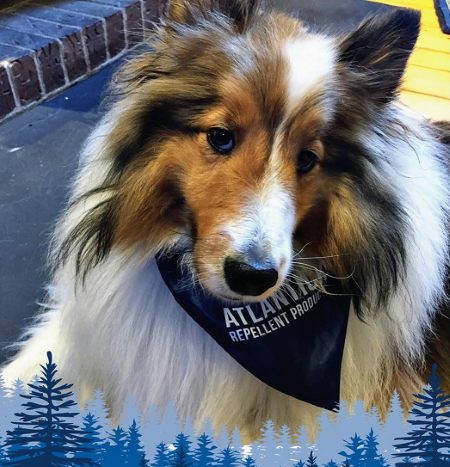 A fluffy Shetland Sheepdog (Sheltie) wearing a navy blue AtlanTick® Large Slip-On Bandana. The bandana features the AtlanTick logo and is designed to be used with Tick Attack™ Botanical Insect Repellent for extra tick protection.