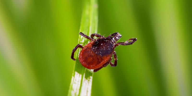 Ticks can sense by smell